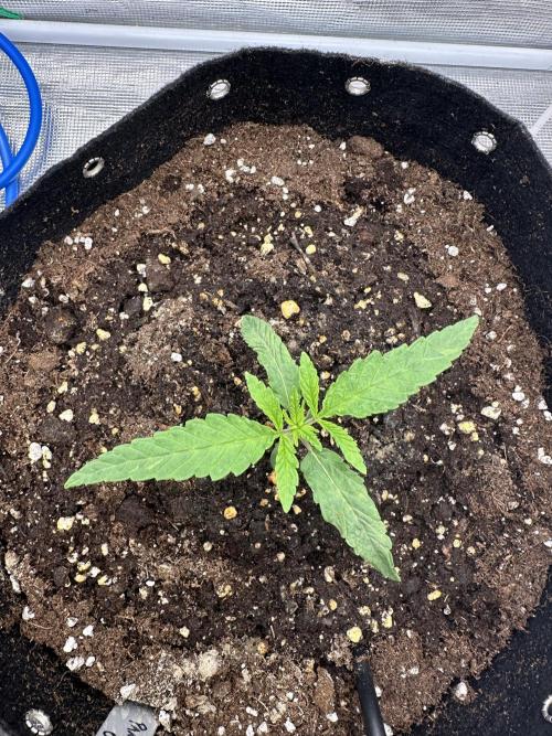 SeedStockers - Panty Punch Fem. Week 2