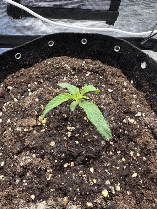 SeedStockers - Panty Punch Fem. Week 2