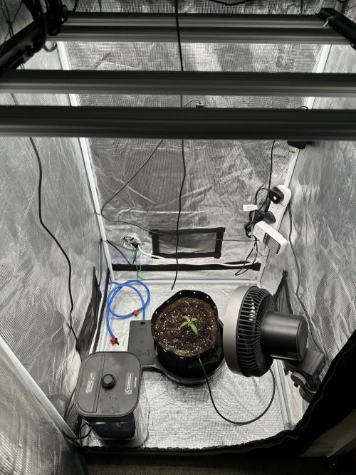 SeedStockers - Panty Punch Fem. Week 2