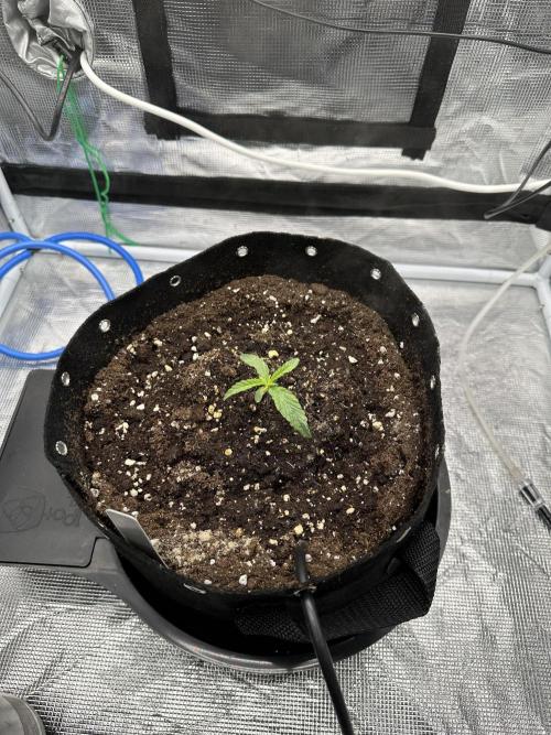 SeedStockers - Panty Punch Fem. Week 2
