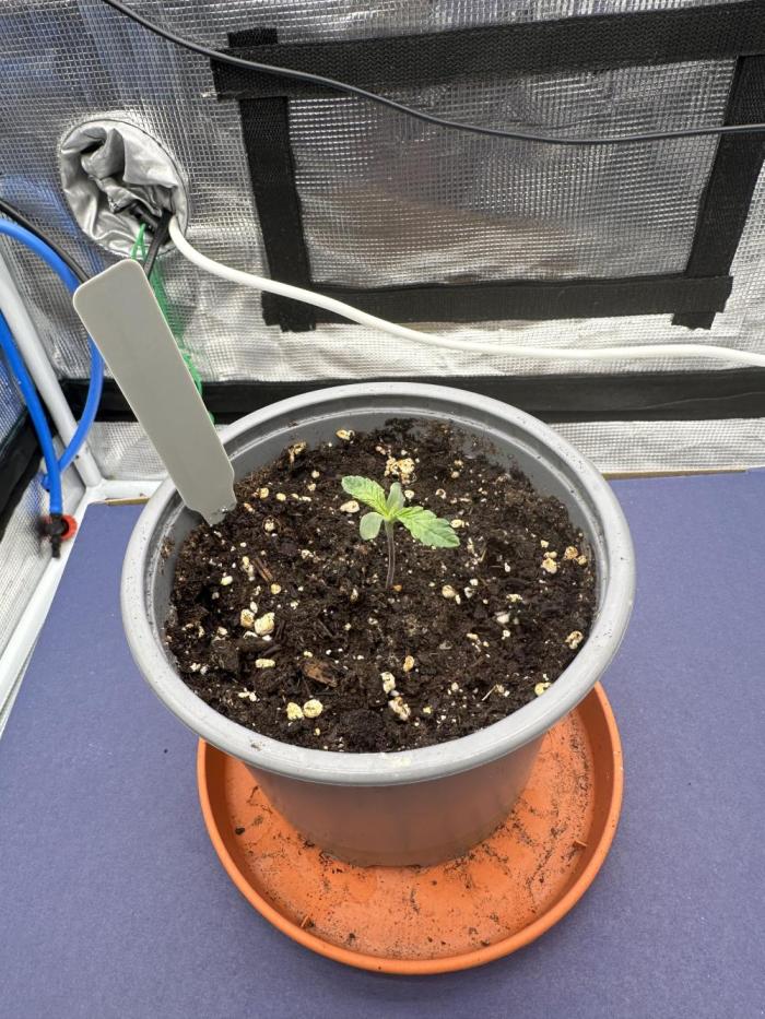 SeedStockers - Panty Punch Fem. Week 1