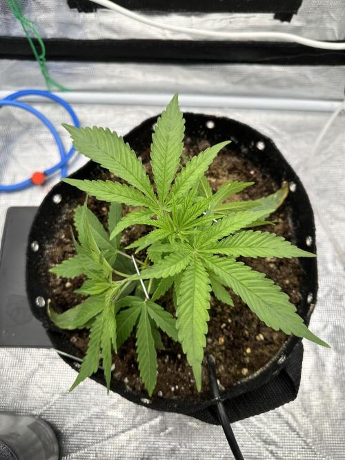 SeedStockers - Panty Punch Fem. Week 3