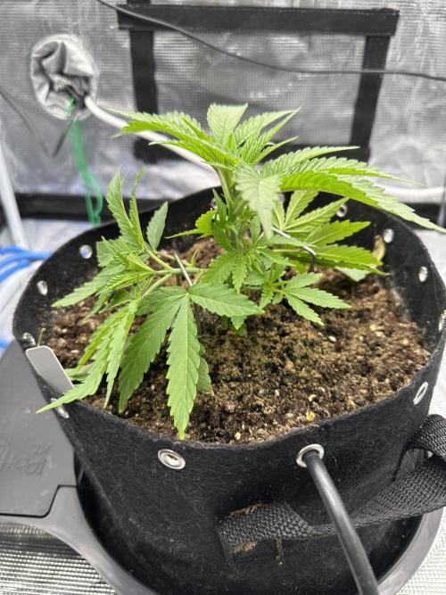 SeedStockers - Panty Punch Fem. Week 3