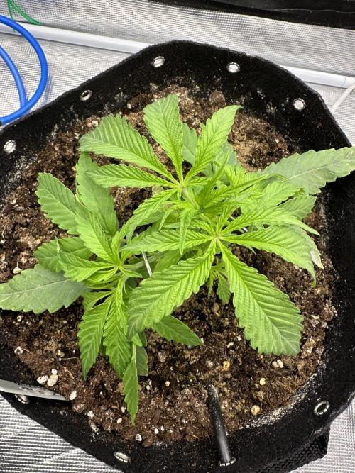 SeedStockers - Panty Punch Fem. Week 3