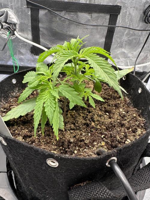 SeedStockers - Panty Punch Fem. Week 3