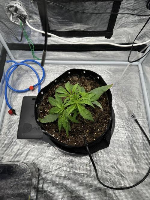 SeedStockers - Panty Punch Fem. Week 3