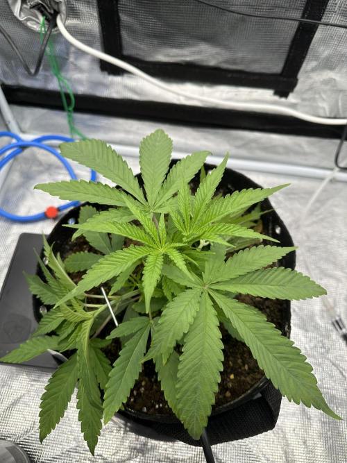SeedStockers - Panty Punch Fem. Week 4