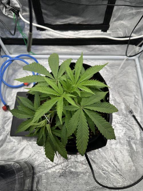 SeedStockers - Panty Punch Fem. Week 4