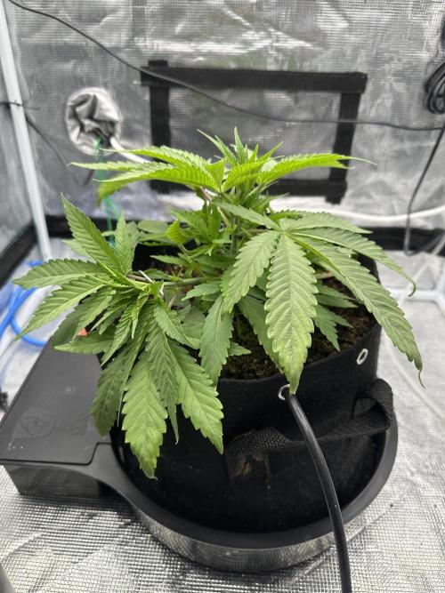 SeedStockers - Panty Punch Fem. Week 4