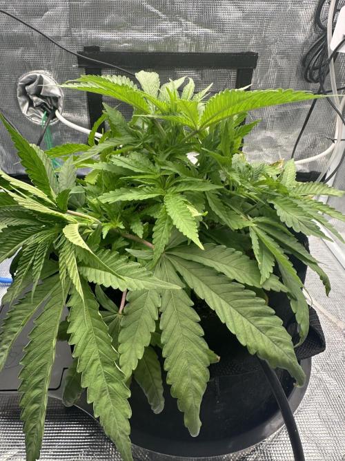 SeedStockers - Panty Punch Fem. Week 4