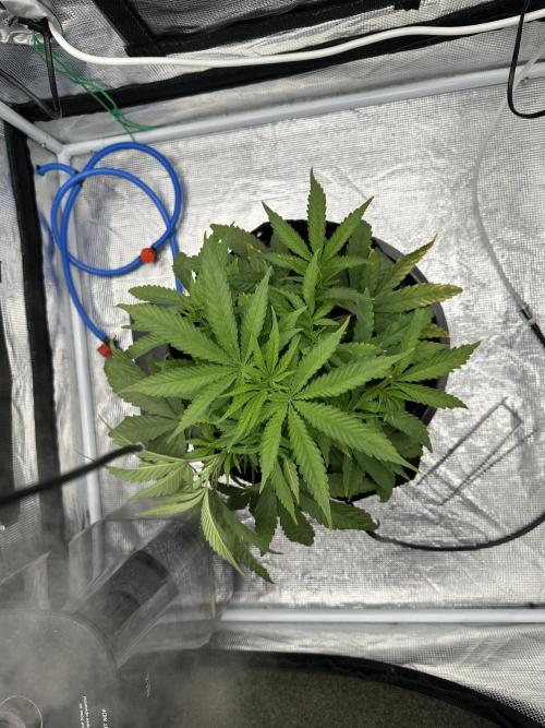 SeedStockers - Panty Punch Fem. Week 4