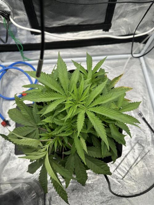SeedStockers - Panty Punch Fem. Week 4