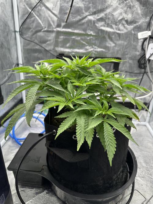 SeedStockers - Panty Punch Fem. Week 5
