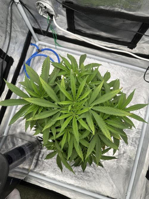 SeedStockers - Panty Punch Fem. Week 5