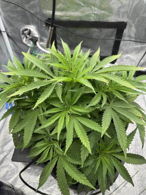 SeedStockers - Panty Punch Fem. Week 5
