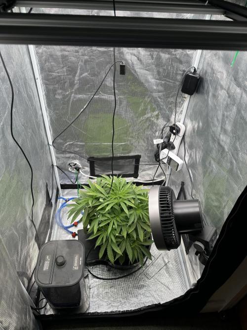 SeedStockers - Panty Punch Fem. Week 5