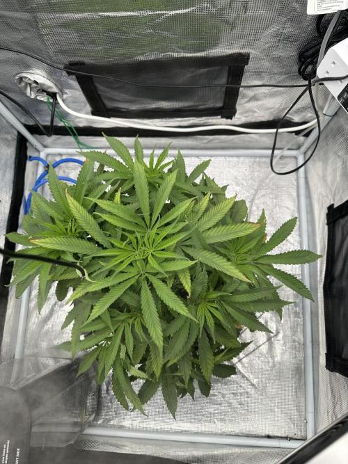 SeedStockers - Panty Punch Fem. Week 5