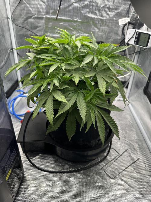 SeedStockers - Panty Punch Fem. Week 5