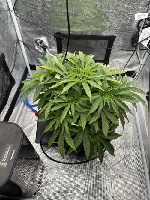 SeedStockers - Panty Punch Fem. Week 5