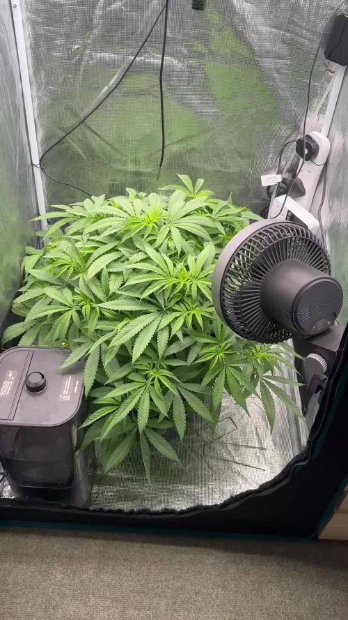 SeedStockers - Panty Punch Fem