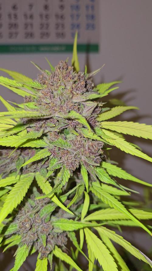 Red Mimosa XL auto