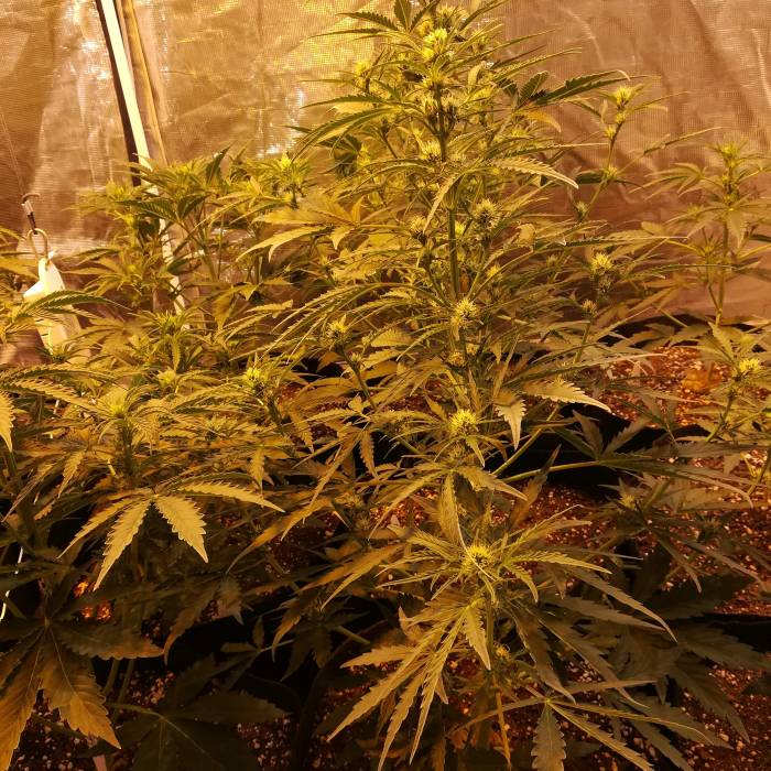 ALIEN VS TRIANGLE F2. Week 5