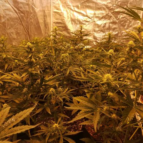 ALIEN VS TRIANGLE F2. Week 1