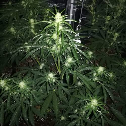 ALIEN VS TRIANGLE F2. Week 1