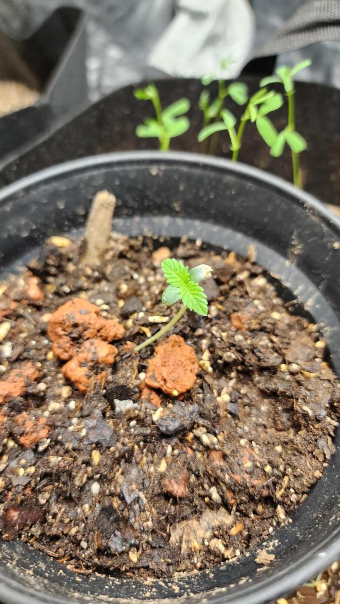Cherry Poppers BB. Week 1