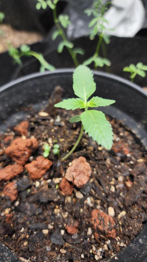 Cherry Poppers BB. Week 2
