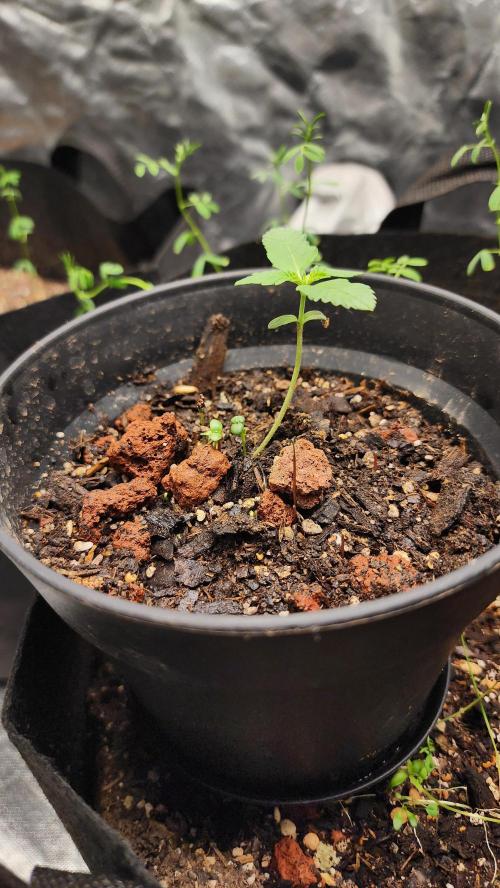 Cherry Poppers BB. Week 2