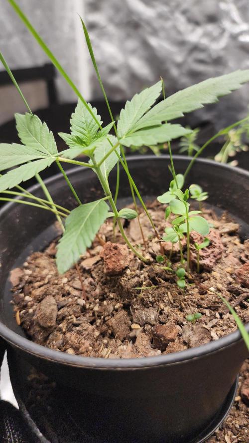 Cherry Poppers BB. Week 3
