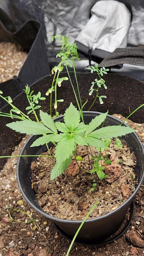 Cherry Poppers BB. Week 3