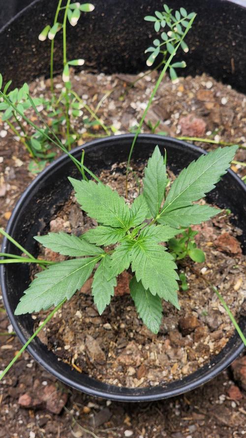 Cherry Poppers BB. Week 3