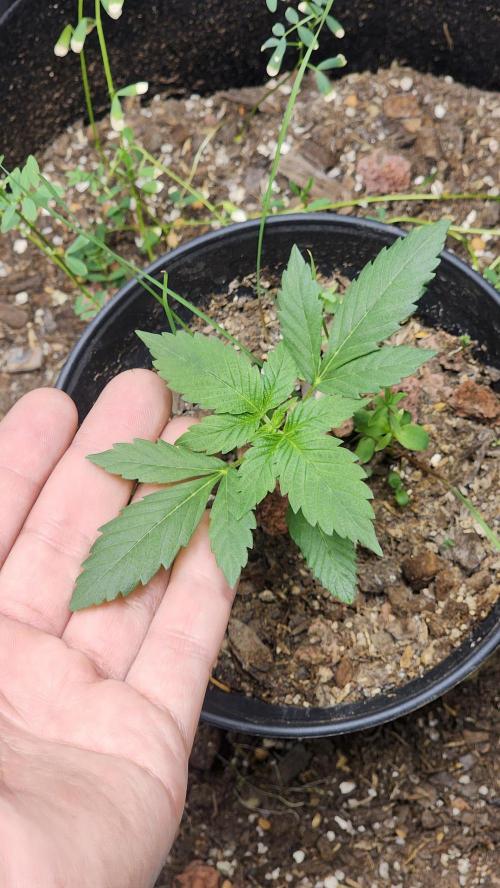 Cherry Poppers BB. Week 3