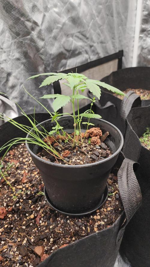 Cherry Poppers BB. Week 4