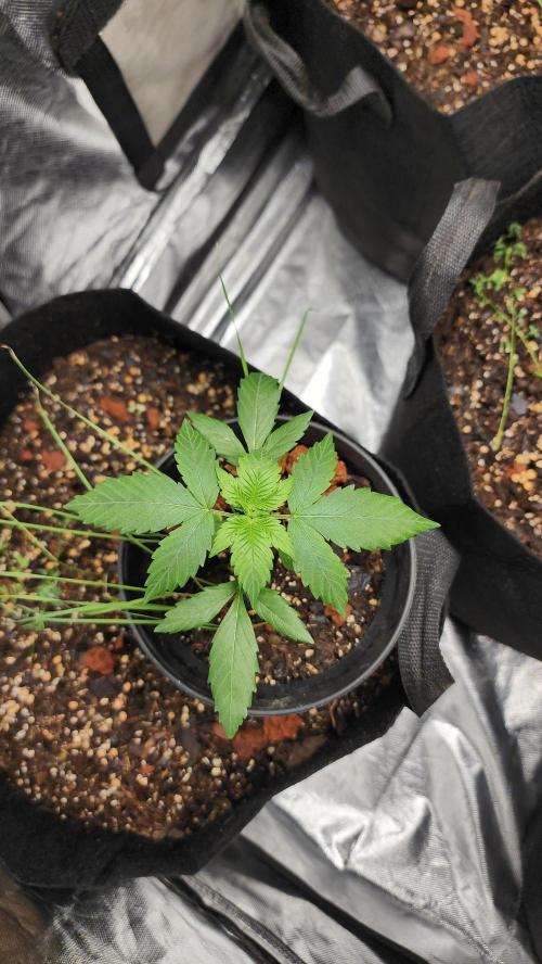 Cherry Poppers BB. Week 4