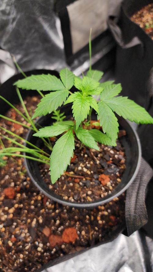 Cherry Poppers BB. Week 4