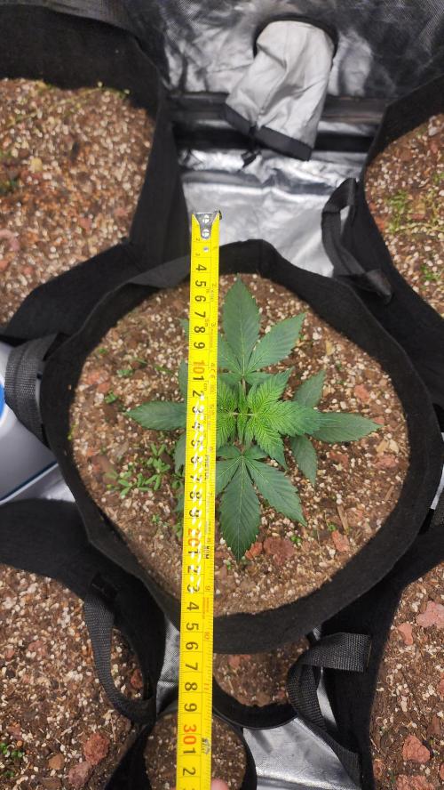 Cherry Poppers BB. Week 5