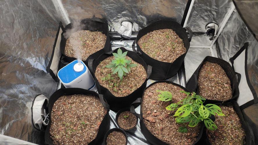 Cherry Poppers BB. Week 5