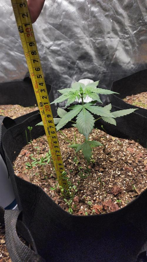 Cherry Poppers BB. Week 5