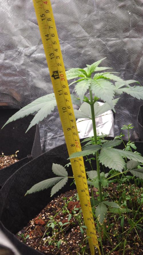 Cherry Poppers BB. Week 6