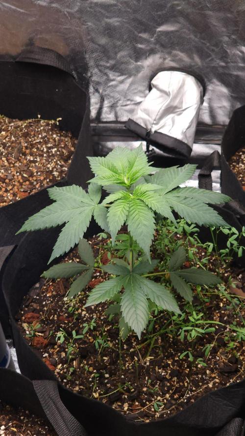 Cherry Poppers BB. Week 6