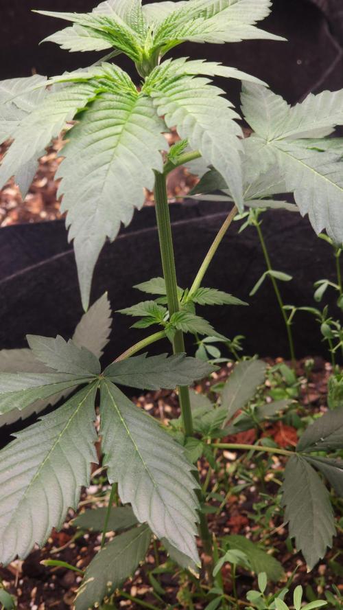 Cherry Poppers BB. Week 6