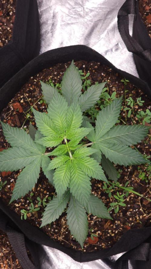 Cherry Poppers BB. Week 6
