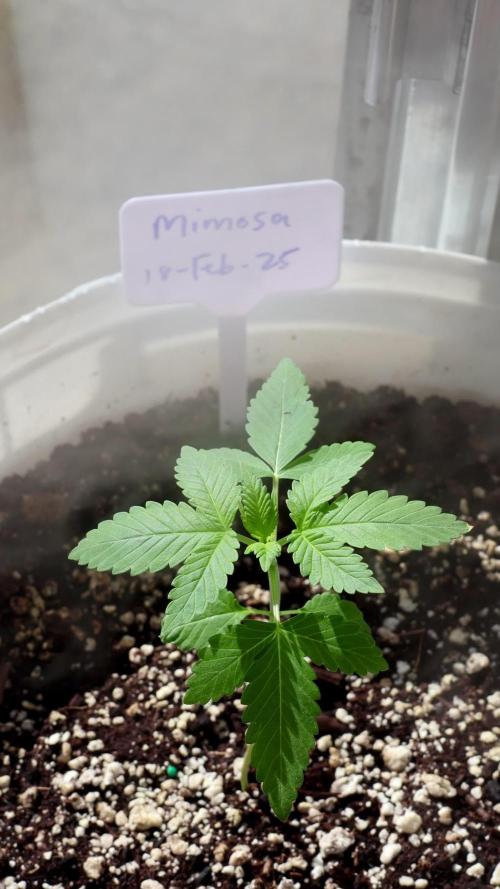 Mimosa auto