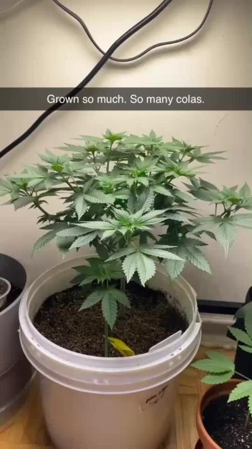 Mimosa auto