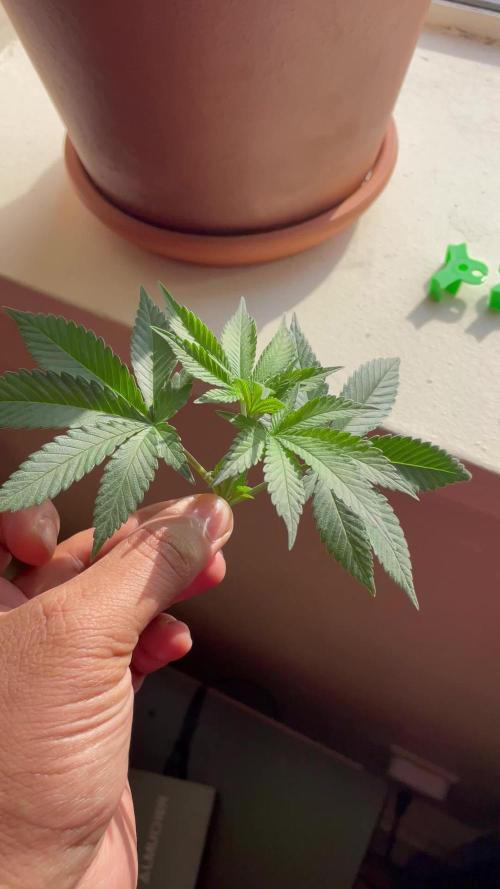 Mimosa auto