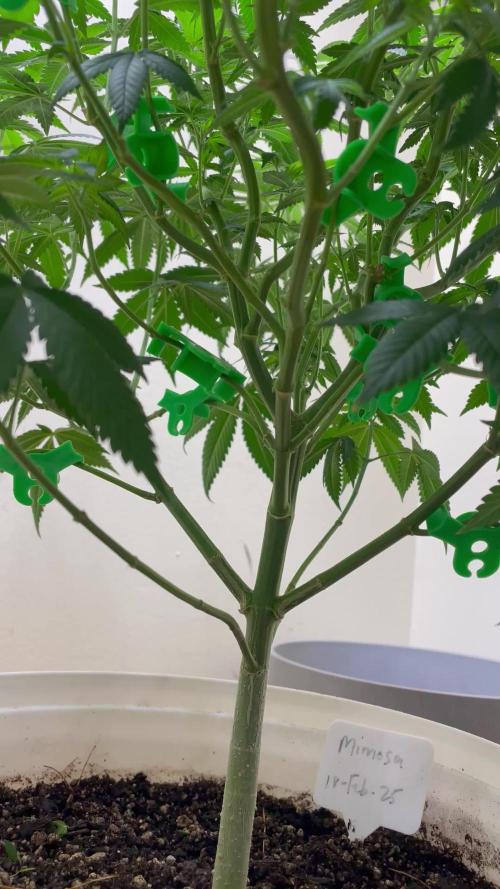 Mimosa auto