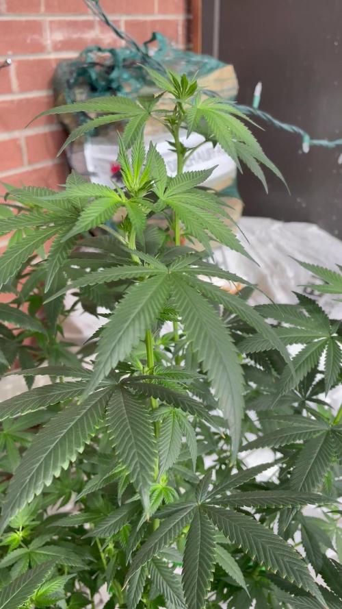 Mimosa auto
